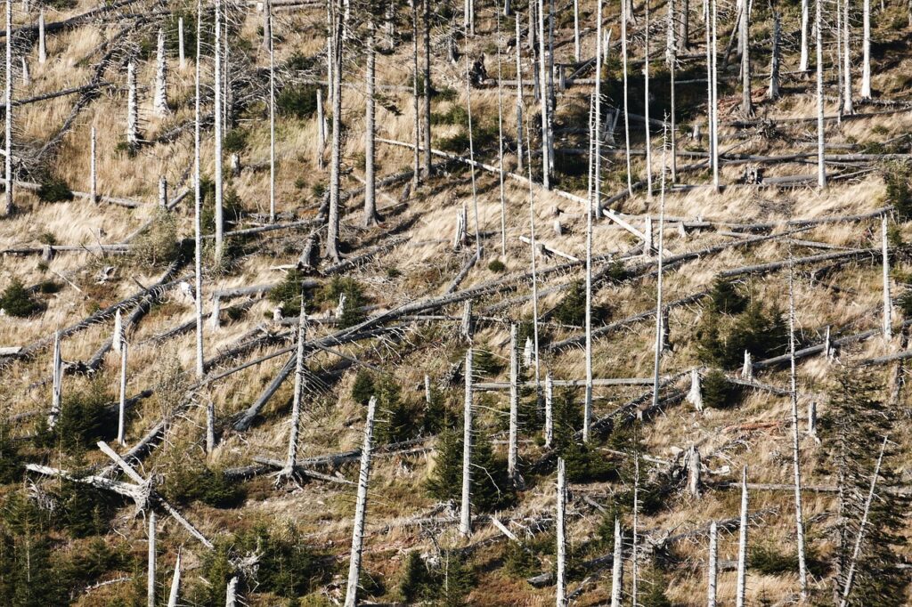 agriculture, broken, crushed-22102.jpg